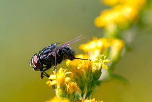 photography of black bottle fly on yellow flower